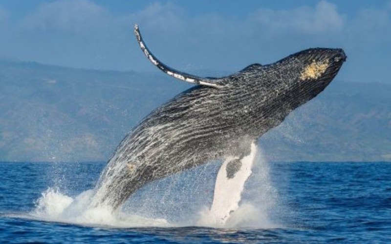 Perú elabora estrategia para fomentar el avistamiento de fauna marina de forma sostenible