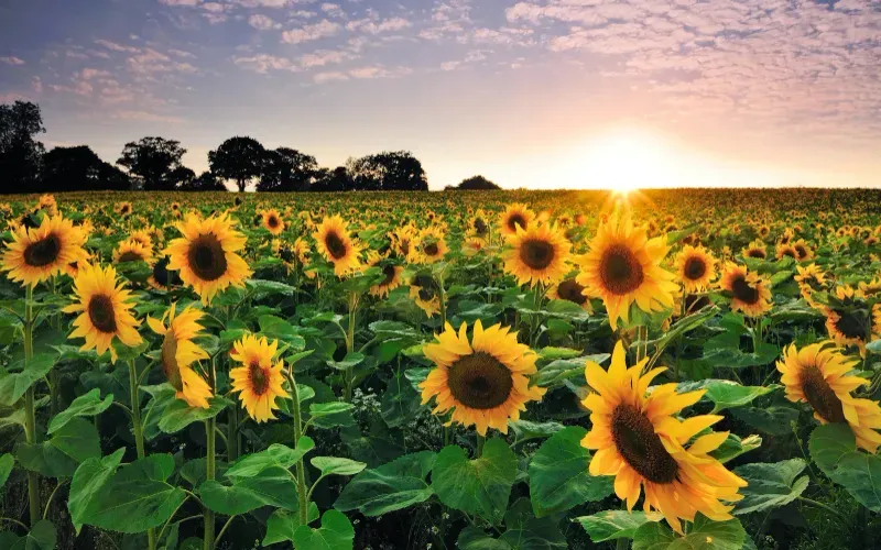 Siembra de girasol abarca solo 20% de lo proyectado