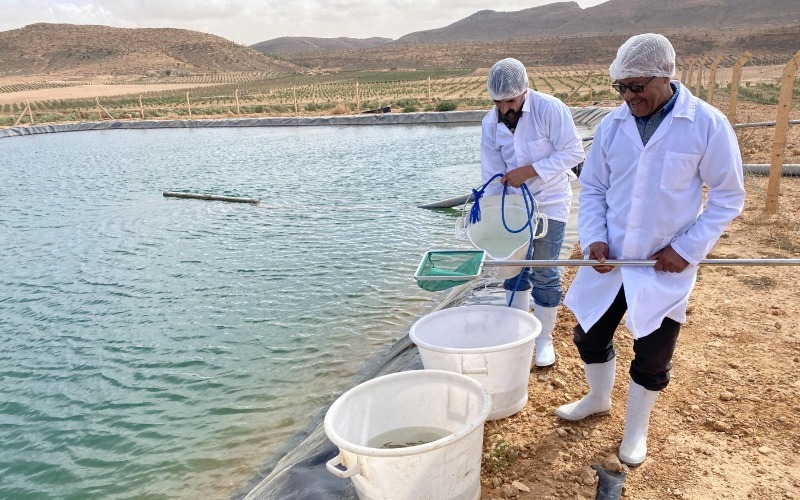 Marruecos impulsa la cría de peces en el desierto