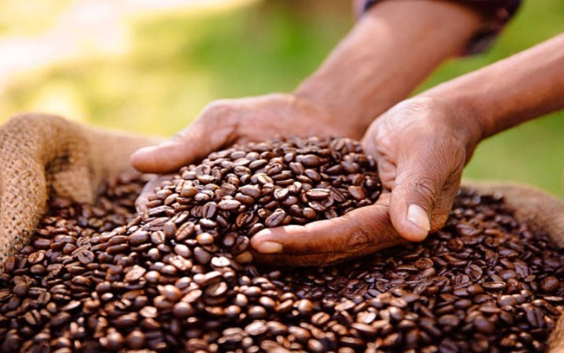 Ley de Café impulsa la producción y exportación para reducir dependencia petrolera
