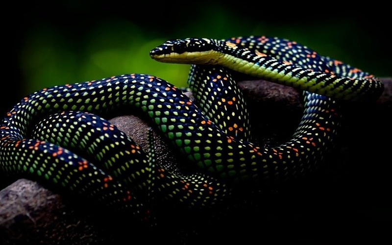 Nicaragua exportó 100.000 ejemplares de especies exóticas en septiembre de 2024