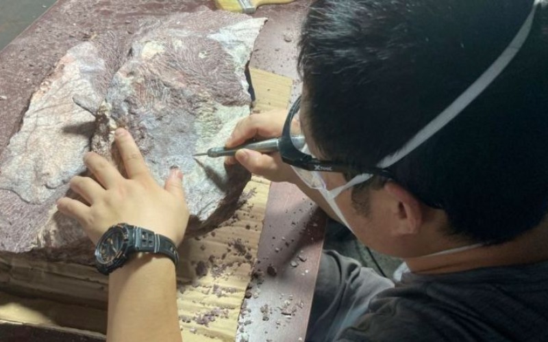 Hong Kong halla fósiles óseos de dinosaurio por primera vez