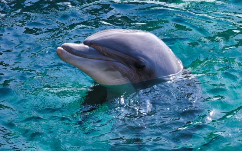 Equipo de científicos encuentra microplásticos en el aire exhalado por los delfines