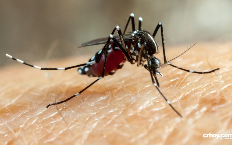 Cuba notifica más de 17.000 casos sospechosos de dengue en lo que va de 2024