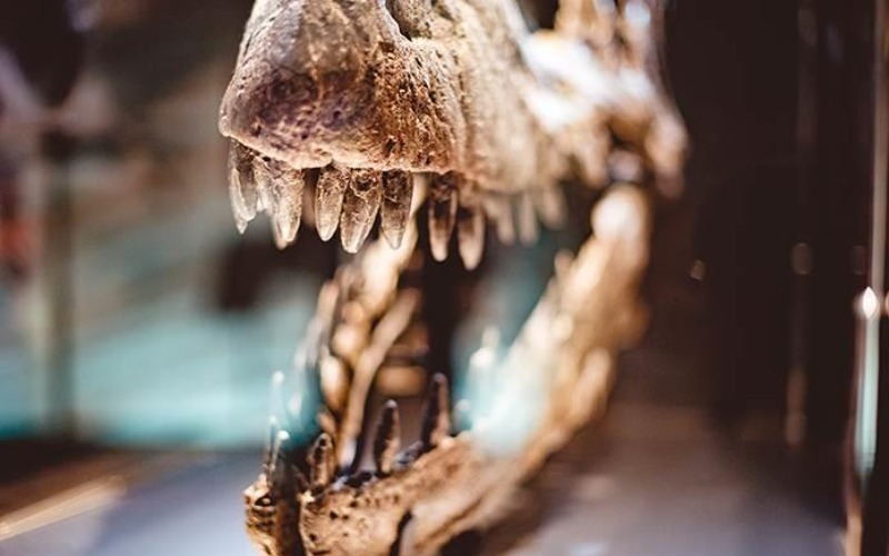 Fósiles permiten descubrir dos nuevas especies de aves que convivieron con el T.rex