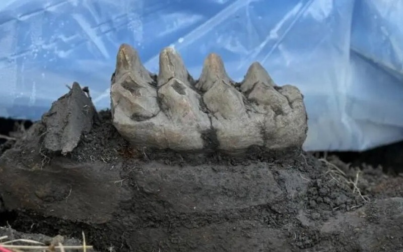 Hallan la mandíbula de un mastodonte en el patio trasero de una vivienda en Nueva York
