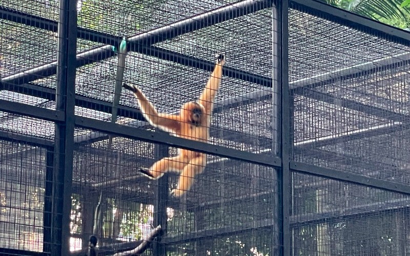 Fallece un mono por brote de melioidosis en el zoológico de Hong Kong