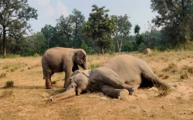 Fallecen 10 elefantes por envenenamiento por hongos en un parque nacional de la India