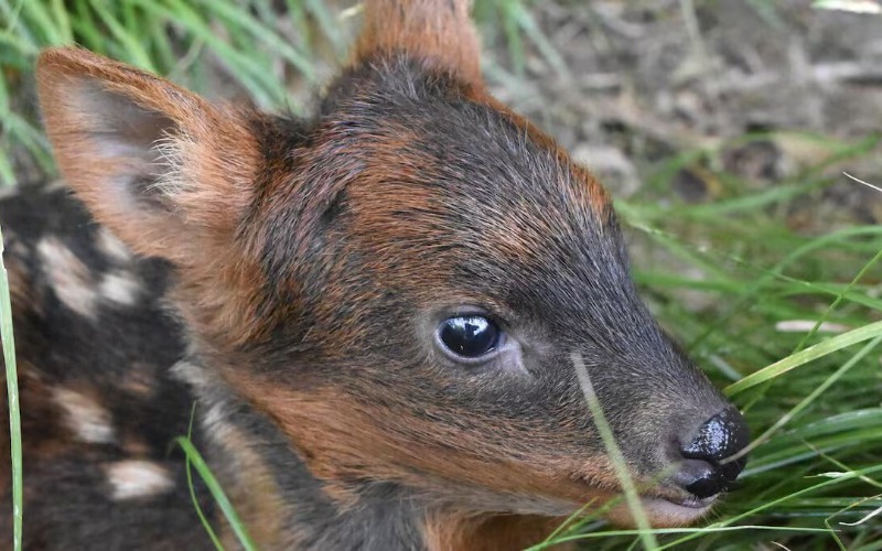 Nace en un parque de Argentina un pudú, uno de los ciervos más pequeños del mundo