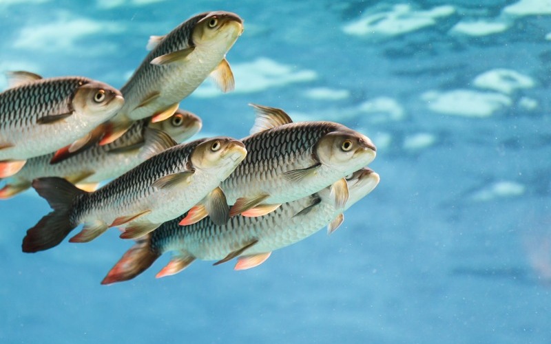 Perú entrega millones de crías de peces para fortalecer la pesca sostenible en la Amazonía