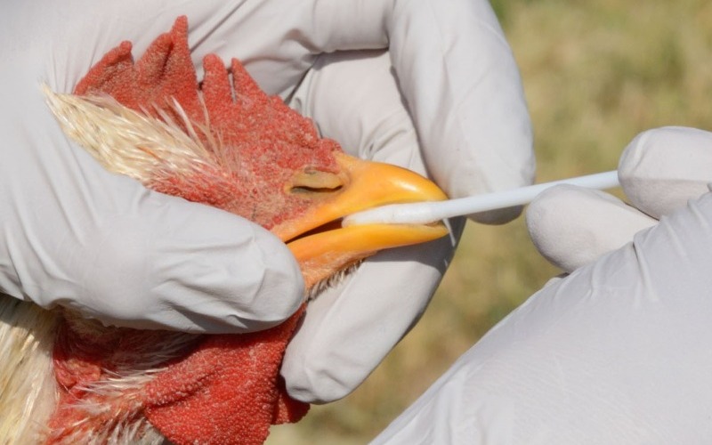 Japón registra el primer brote de gripe aviar de la temporada
