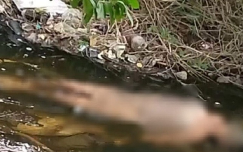 Desnuda y degollada fue encontrado el cuerpo de una  joven en el estado Aragua
