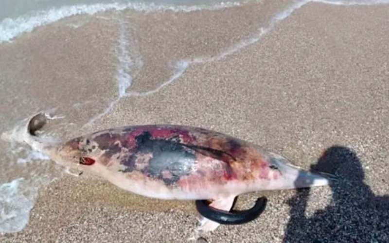 Hallaron delfín muerto en Playa Guayacán de Pescado en Sucre