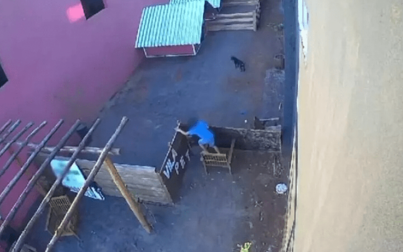 Niño de 9 años entró a una clínica veterinaria y desmembró a 23 animales