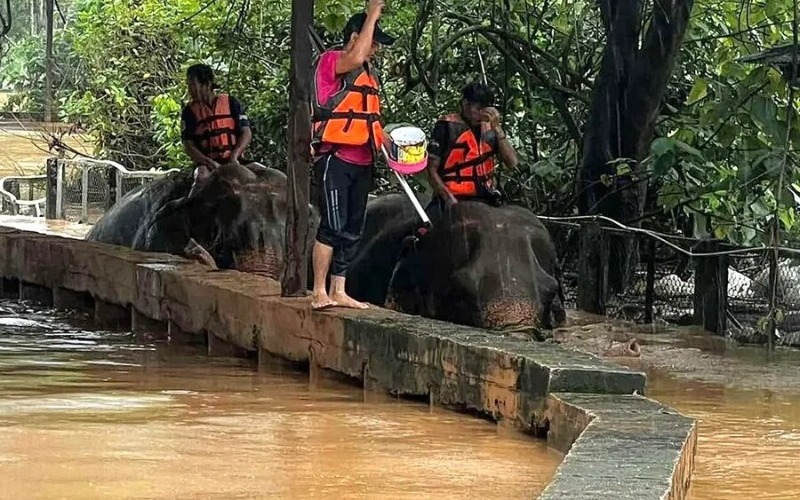 Inundaciones afectan a 34.000 familias en Tailandia donde mueren dos elefantes