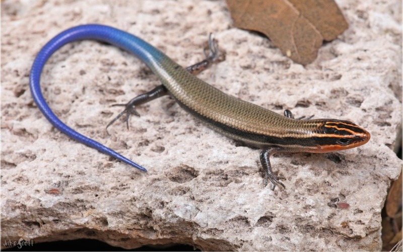 EEUU busca proteger cuatro especies amenazadas de eslizones del Caribe
