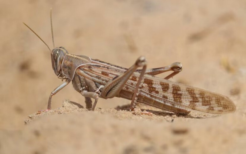 Langostas del desierto afectan a millones de palmeras en Libia