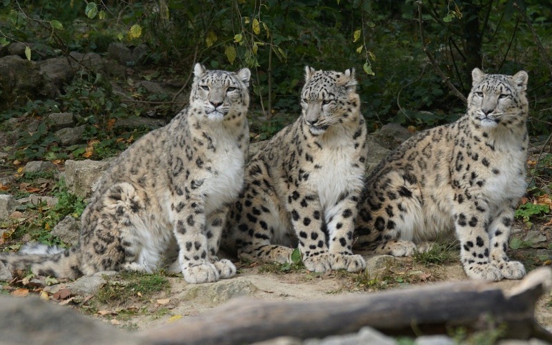 Zoológico de Berlín celebra el día del “raro” leopardo de las nieves