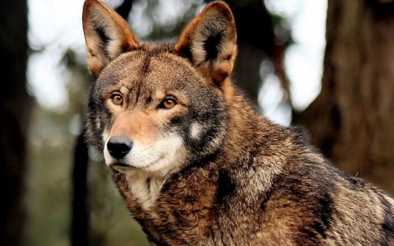 Encuentran el cadáver del último lobo de la manada que mató  9 niños en India