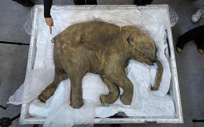 Descubren un mamut bebé de 50 mil años en estado casi perfecto de conservación en Siberia