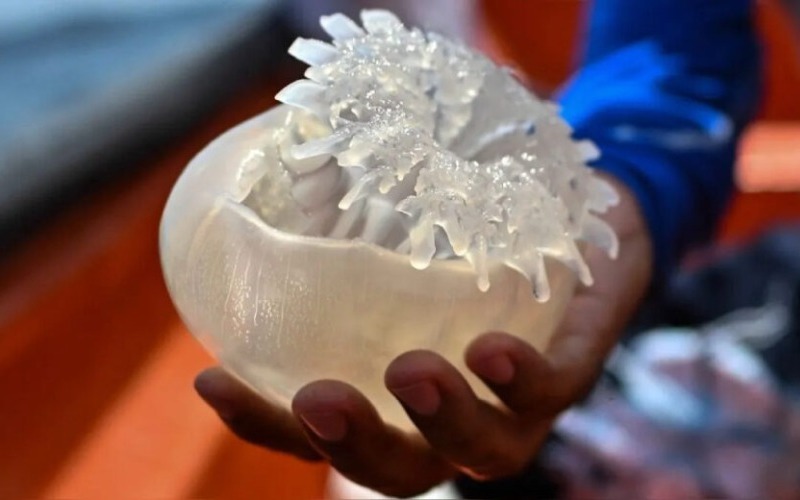 Venezuela exportó a Corea del Sur más de 150 toneladas de medusas «Bola de Cañón»
