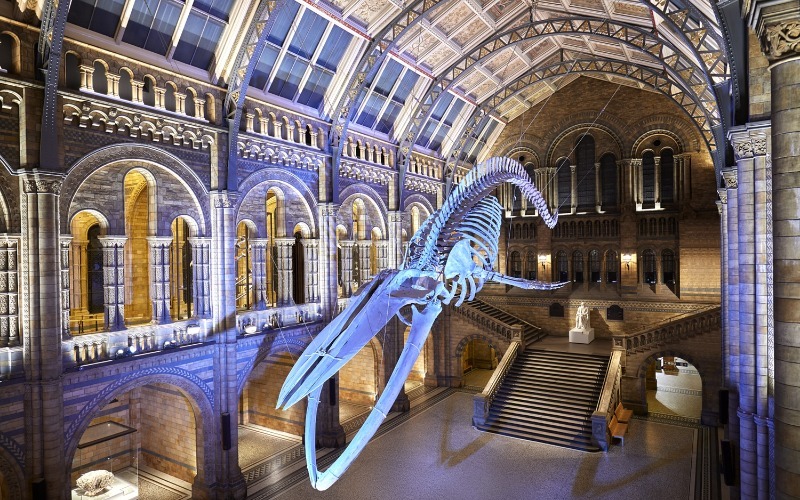 Las mejores fotos de la vida salvaje de 2024 llegan al National History Museum de Londres