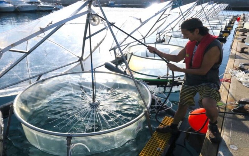 Logran visualizar por primera vez el proceso de captación de CO2 en los océanos