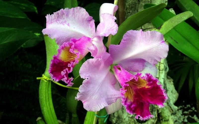 Más de 500 tipos de orquídeas serán expuestas al público en el estado Bolívar
