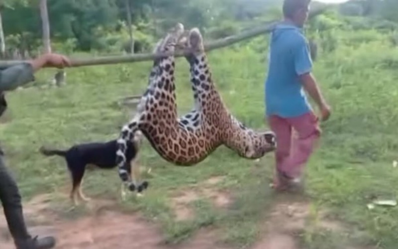 Investigan caza ilegal de un jaguar en Zulia