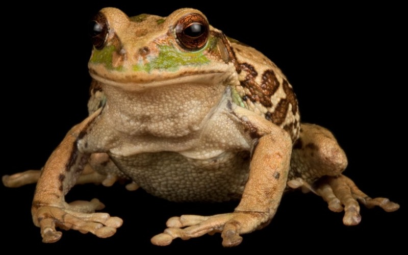 Rana marsupial andina reclama su espacio en Quito con liberación de unos 300 ejemplares