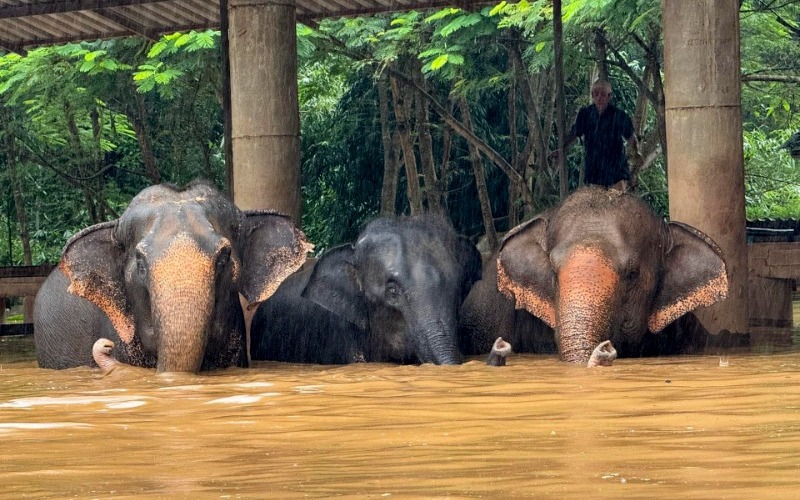 Más de 120 elefantes afectados por las inundaciones en el norte de Tailandia