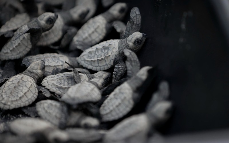 Liberan 280 tortugas bebé en playa del Pacífico de Panamá