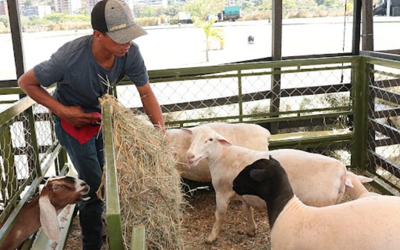 Inaugurada la primera expoferia caprina y ovina de los valles del tuy en San Francisco de Yares estado Miranda