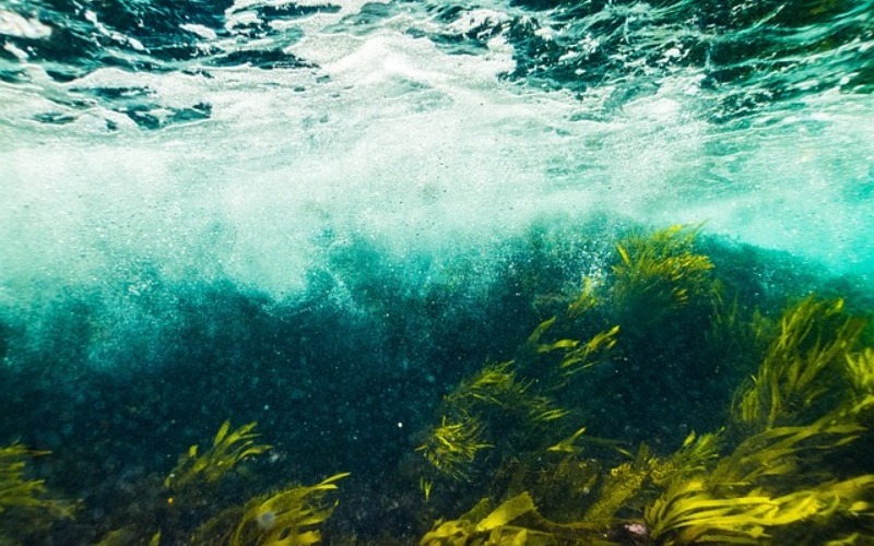 Brote de algas tóxicas obliga al cierre de un lago cerca de Liverpool